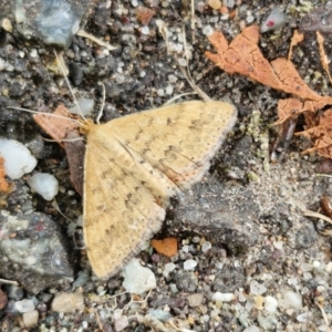 Scopula rubraria at Sullivans Creek, Lyneham South - 23 Feb 2024 10:42 AM