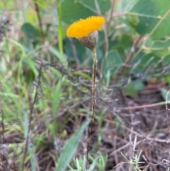 Leptorhynchos squamatus at Mount Majura - 22 Feb 2024