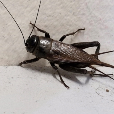 Teleogryllus commodus (Black Field Cricket) at Lyneham, ACT - 23 Feb 2024 by trevorpreston