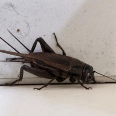 Teleogryllus commodus at Sullivans Creek, Lyneham South - 23 Feb 2024