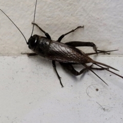 Teleogryllus commodus at Sullivans Creek, Lyneham South - 23 Feb 2024