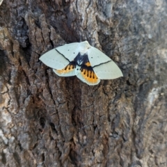 Gastrophora henricaria (Fallen-bark Looper, Beautiful Leaf Moth) at Wodonga - 21 Feb 2024 by Darcy