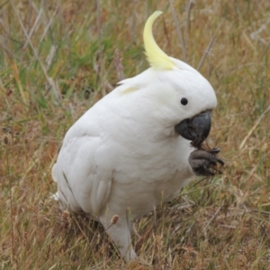 Cacatua galerita at Mulligans Flat - 4 Nov 2023