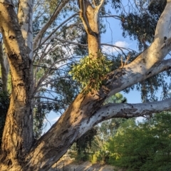 Muellerina eucalyptoides (Creeping Mistletoe) at North Albury, NSW - 22 Feb 2024 by Darcy