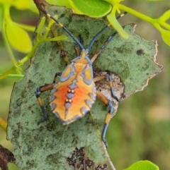 Amorbus sp. (genus) (Eucalyptus Tip bug) at Hume, ACT - 22 Feb 2024 by Mike