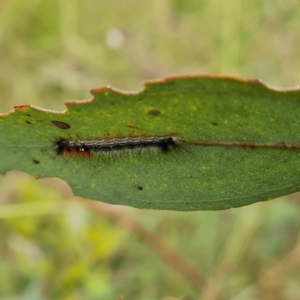 Lasiocampidae (family) immature at Isaacs Ridge NR (ICR) - 23 Feb 2024