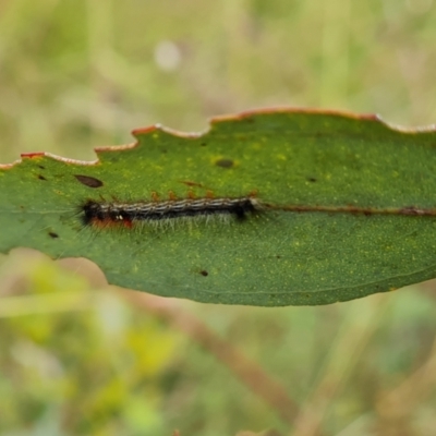 Lasiocampidae (family) immature (Lappet & Snout Moths) at Isaacs Ridge NR (ICR) - 23 Feb 2024 by Mike