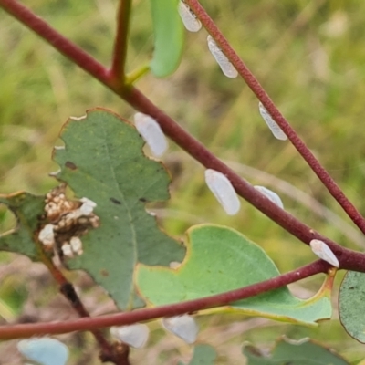 Anzora unicolor (Grey Planthopper) at Isaacs, ACT - 22 Feb 2024 by Mike