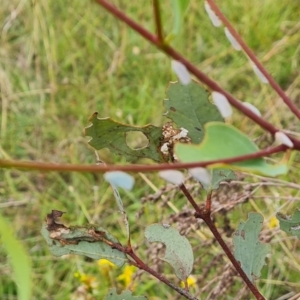 Anzora unicolor at Isaacs Ridge NR (ICR) - 23 Feb 2024