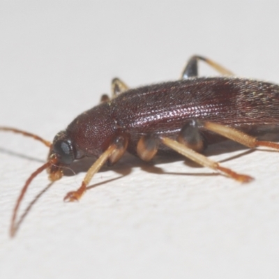 Homotrysis sp. (genus) (Darkling beetle) at Stirling, ACT - 21 Feb 2024 by Harrisi