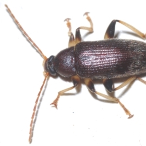 Homotrysis sp. (genus) at Stirling, ACT - 22 Feb 2024