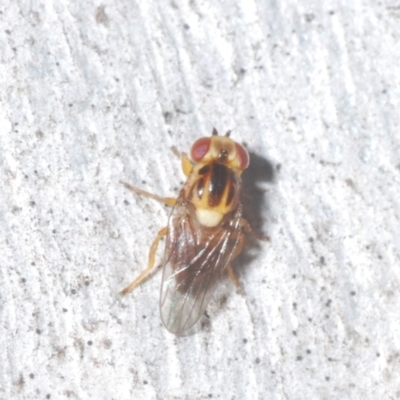 Chloromerus sp. (Chloropid fly) at Denman Prospect, ACT - 22 Feb 2024 by Harrisi