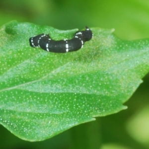 Geometridae (family) IMMATURE at Stirling, ACT - 21 Feb 2024