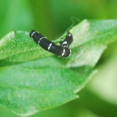 Geometridae (family) IMMATURE at Stirling, ACT - 21 Feb 2024