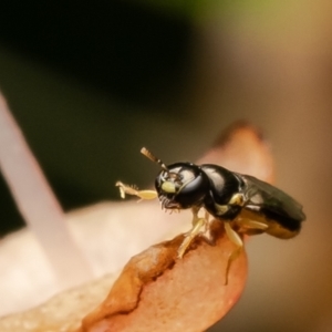 Euryglossina (Euryglossina) flaviventris at GG16 - 23 Feb 2024