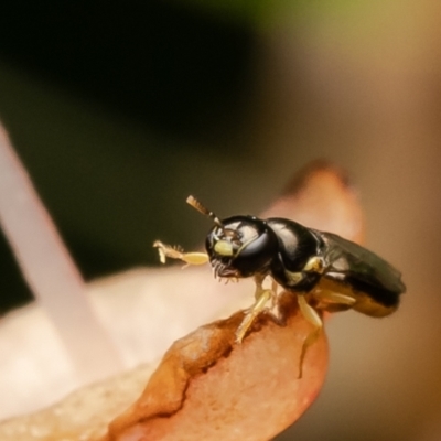 Euryglossina (Euryglossina) flaviventris at GG16 - 23 Feb 2024 by Roger