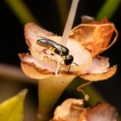 Euryglossina (Euryglossina) flaviventris at GG16 - 23 Feb 2024