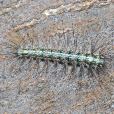 Anestia (genus) (A tiger moth) at Fadden, ACT - 19 Feb 2024 by Harrisi