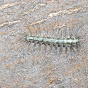 Anestia (genus) at Isaacs Ridge and Nearby - 19 Feb 2024 03:24 PM