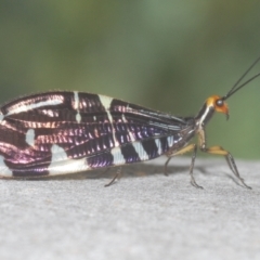 Porismus strigatus (Pied Lacewing) at Isaacs Ridge - 19 Feb 2024 by Harrisi