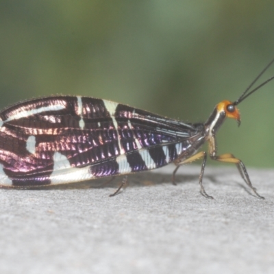 Porismus strigatus (Pied Lacewing) at Isaacs Ridge - 19 Feb 2024 by Harrisi