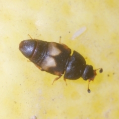 Carpophilus hemipterus (Dried-fruit beetle) at Stirling, ACT - 21 Feb 2024 by Harrisi