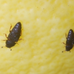 Carpophilus hemipterus at Stirling, ACT - 21 Feb 2024