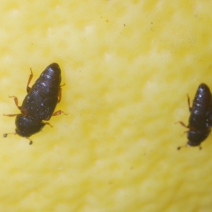 Carpophilus hemipterus at Stirling, ACT - 21 Feb 2024