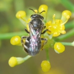 Lasioglossum (Chilalictus) sp. (genus & subgenus) (Halictid bee) at Isaacs Ridge - 19 Feb 2024 by Harrisi