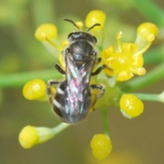 Lasioglossum (Chilalictus) sp. (genus & subgenus) (Halictid bee) at Fadden, ACT - 19 Feb 2024 by Harrisi