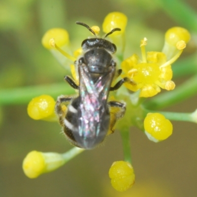 Lasioglossum (Chilalictus) sp. (genus & subgenus) (Halictid bee) at Fadden, ACT - 19 Feb 2024 by Harrisi