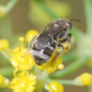 Lasioglossum (Chilalictus) sp. (genus & subgenus) at Isaacs Ridge - 19 Feb 2024