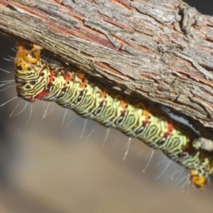 Phalaenoides glycinae at Stirling, ACT - 21 Feb 2024 06:15 PM