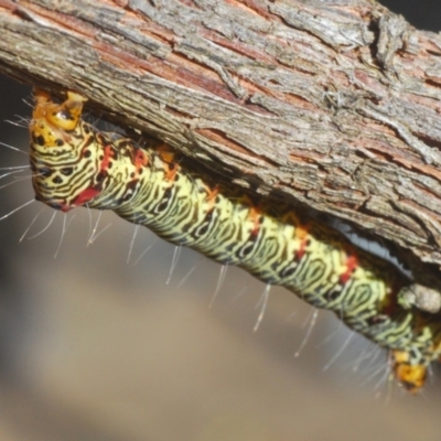 Phalaenoides glycinae (Grapevine Moth) at Stirling, ACT - 21 Feb 2024 by Harrisi