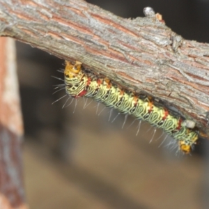 Phalaenoides glycinae at Stirling, ACT - 21 Feb 2024