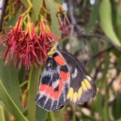 Delias harpalyce (Imperial Jezebel) at Calwell, ACT - 22 Feb 2024 by Shazw