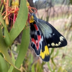 Delias harpalyce at Tuggeranong Hill - 23 Feb 2024