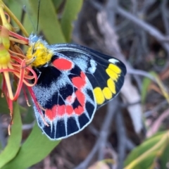 Delias harpalyce at Tuggeranong Hill - 23 Feb 2024