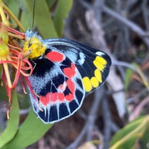 Delias harpalyce at Tuggeranong Hill - 23 Feb 2024