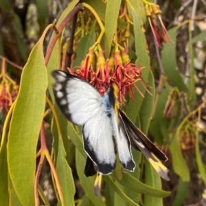 Delias harpalyce at Tuggeranong Hill - 23 Feb 2024