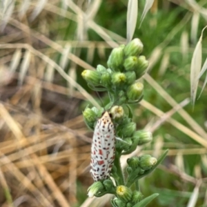 Utetheisa (genus) at Tuggeranong Hill - 23 Feb 2024 11:11 AM