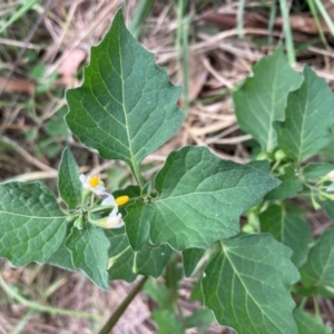 Solanum nigrum at Emu Creek Belconnen (ECB) - 23 Feb 2024 10:56 AM