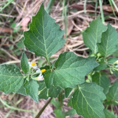 Solanum nigrum (Black Nightshade) at Emu Creek Belconnen (ECB) - 22 Feb 2024 by JohnGiacon