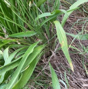 Plantago lanceolata at Emu Creek - 23 Feb 2024 10:33 AM