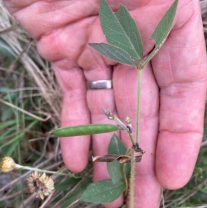 Glycine tabacina at Flea Bog Flat to Emu Creek Corridor - 23 Feb 2024 10:32 AM