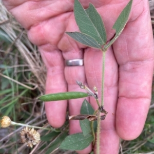 Glycine tabacina at Flea Bog Flat to Emu Creek Corridor - 23 Feb 2024