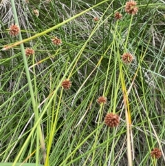 Ficinia nodosa at Gungaderra Grasslands - 23 Feb 2024