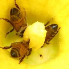 Apis mellifera (European honey bee) at Emu Creek - 22 Feb 2024 by JohnGiacon