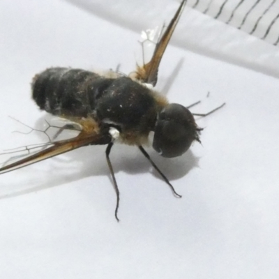 Bombyliidae (family) (Unidentified Bee fly) at Emu Creek - 23 Feb 2024 by JohnGiacon