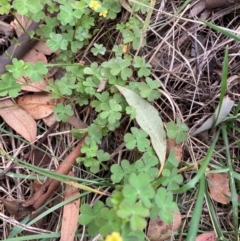 Oxalis sp. (Wood Sorrel) at Belconnen, ACT - 22 Feb 2024 by JohnGiacon